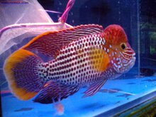 玉面皇冠红尾皇冠鱼活体鱼老寿星鱼蓝面财神中大型热带观赏鱼新疆