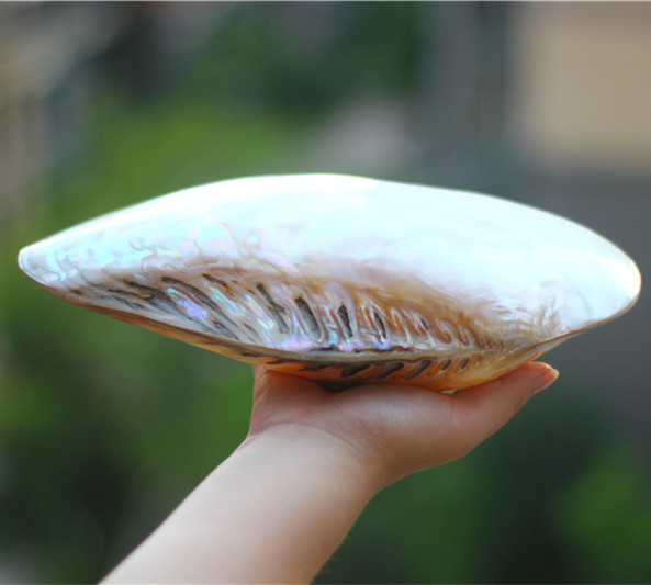 天然超大海螺贝壳珊瑚双面珍珠蚌海蚌 家居创意收藏摆件礼品