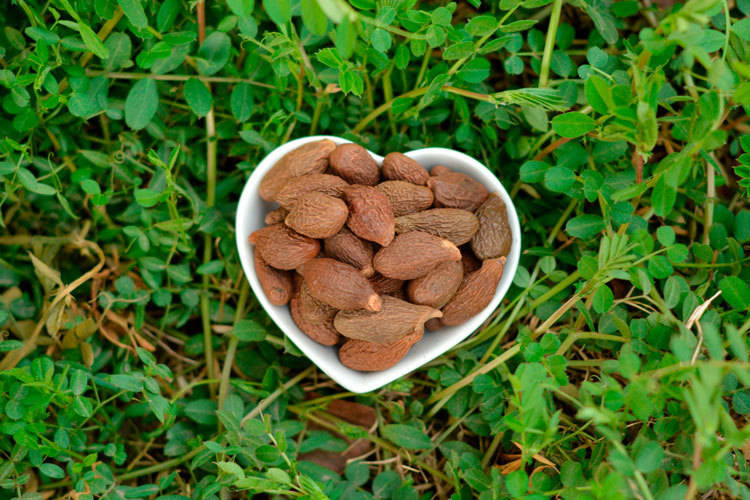 胖大海花果茶500g散装批发 亳州村草堂花草茶oem贴牌代加工花茶