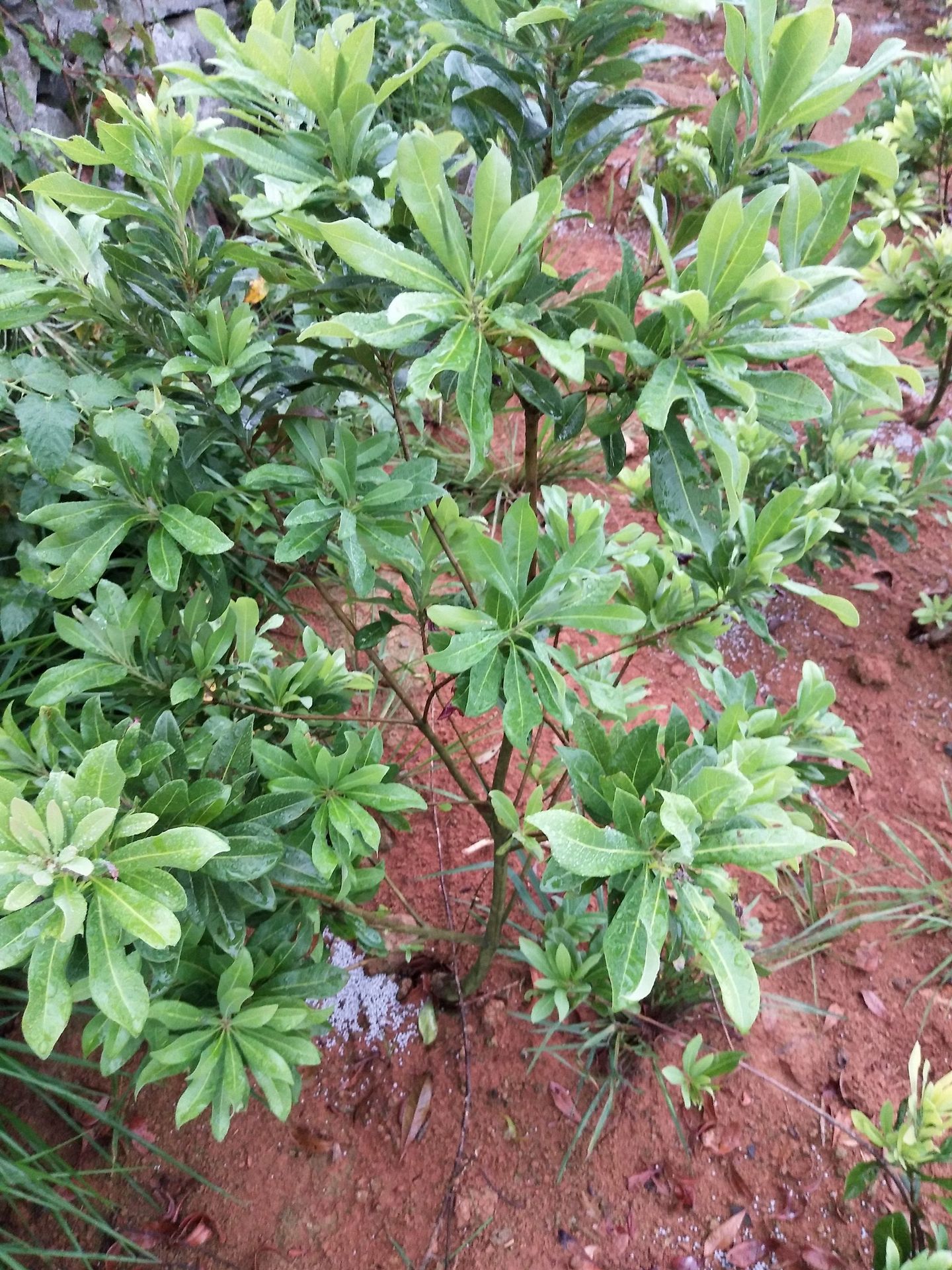 诚招东魁杨梅苗杨梅树苗 2公分带土球 杨梅树 优质嫁接杨梅代理