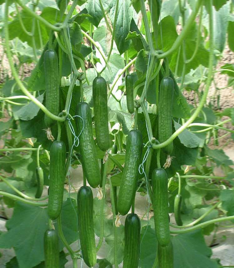 水果黄瓜种籽以色列小黄瓜子四季盆栽春夏季秋季农家阳台蔬菜种孑