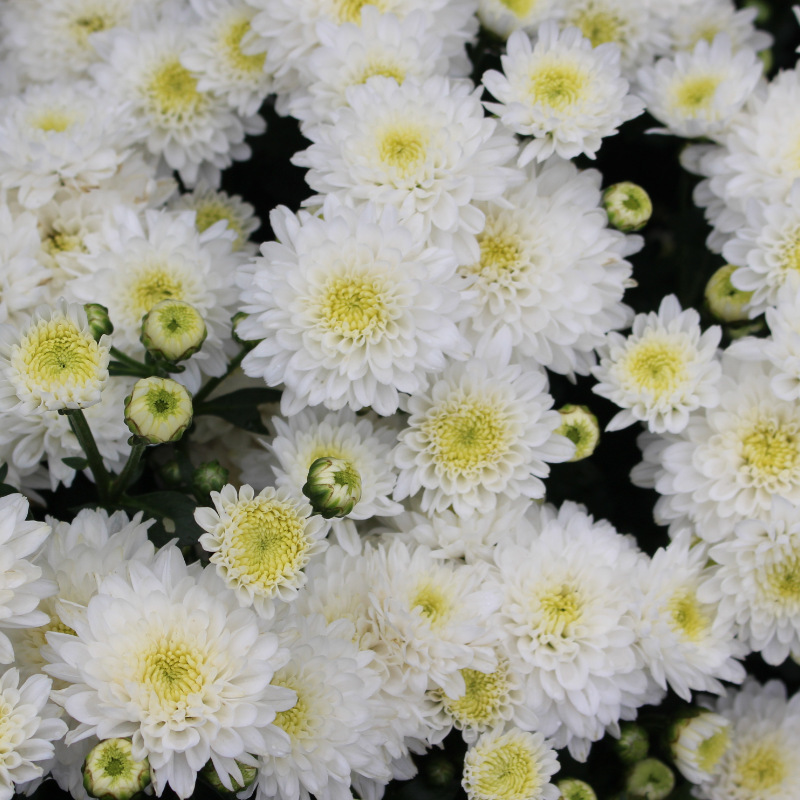 黄山贡菊七月菊太阳花菊花茶批发基地种植自产自销整件20斤