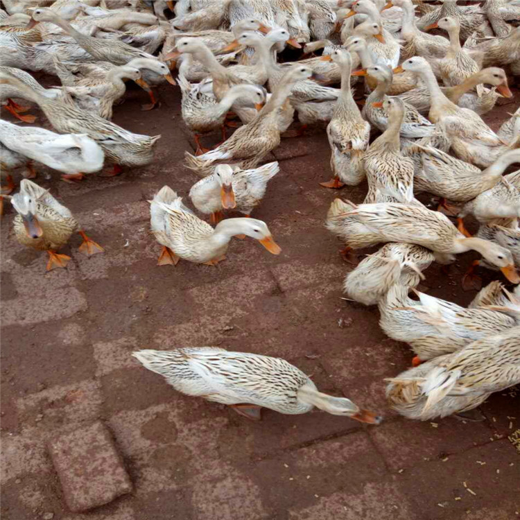 湖南土鸭苗 青壳2号蛋鸭苗 江南1号土鸭苗 快大肉鸭苗 麻鸭 鸭蛋