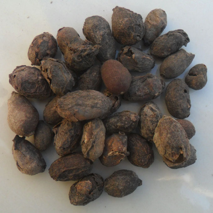 藏药 乌墨 蒲桃 乌楣 羊屎果 十年果 麻栗 山蒲桃 冬青果