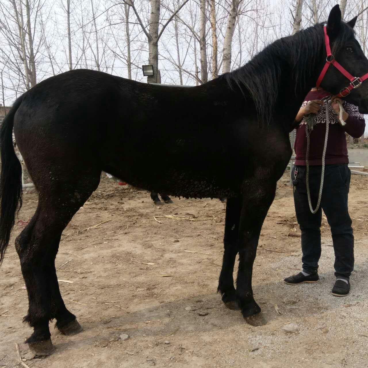 景区骑乘马 出售跑马圈适合的马匹品种伊犁马繁殖出售包运输