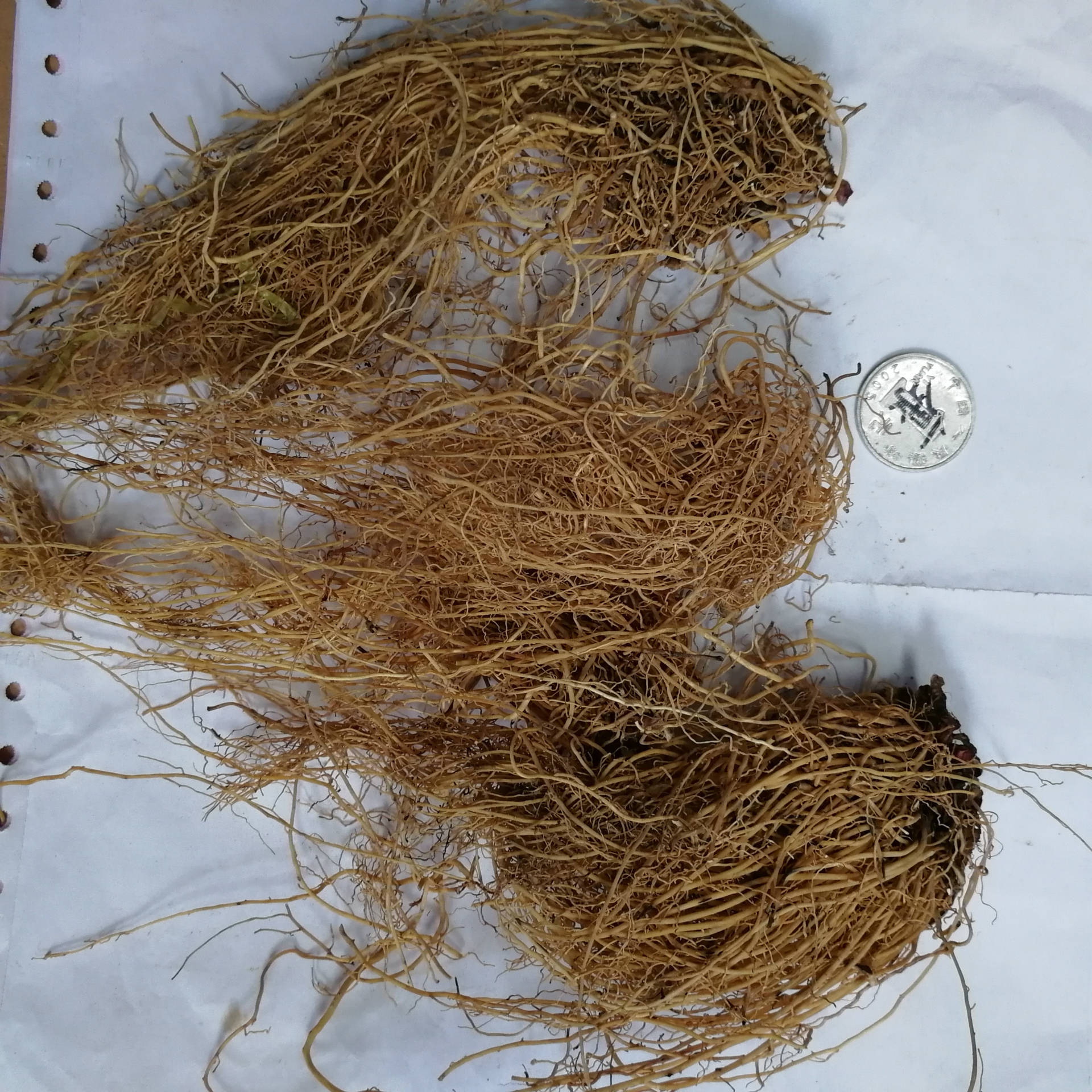 供应 细辛 01统 辽细辛 可打粉 量大从优 品种齐全