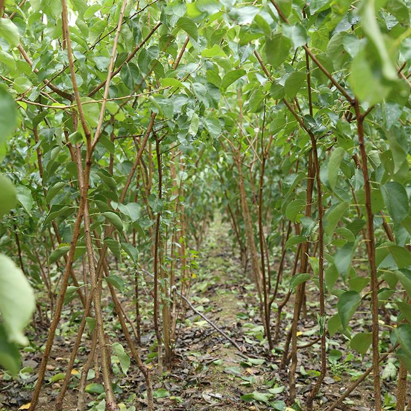 嫁接杏树苗基地 珍珠油杏树苗价格 凯特杏苗批发 红丰杏树苗穴盘