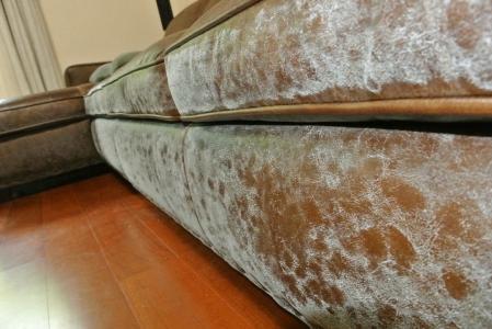 探究皮革发霉霉变的根本原因以及预防措施