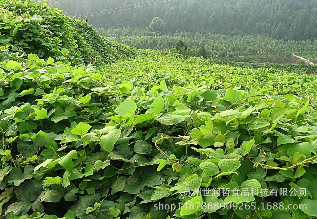 苏州世润哲食品:世润哲葛根粉12.8元包邮 20克5袋