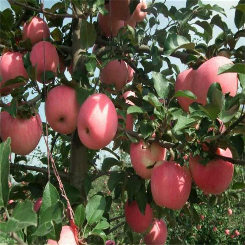 红富士苹果树苗 南方北方田地 庭院盆栽公园果园基地种植苹果树苗