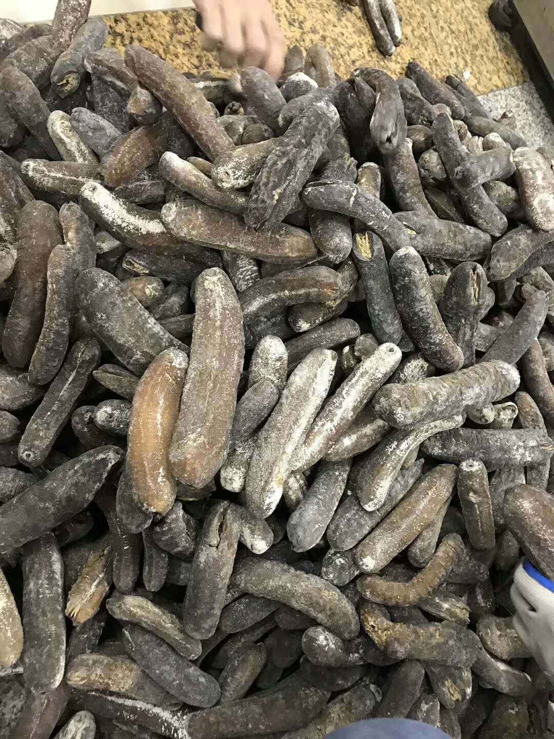 今天公布货源 光秃参海参 足干 无烂 5-6头￥650