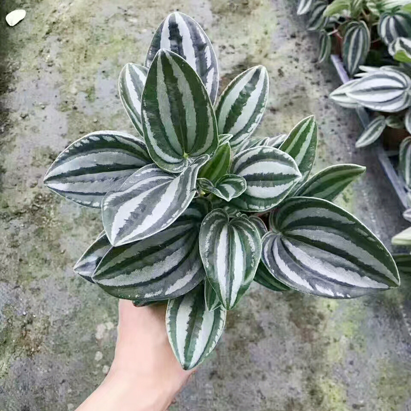 【基地直销】观叶植物小盆栽净化空气观赏绿植盆景(a90)斑马椒草