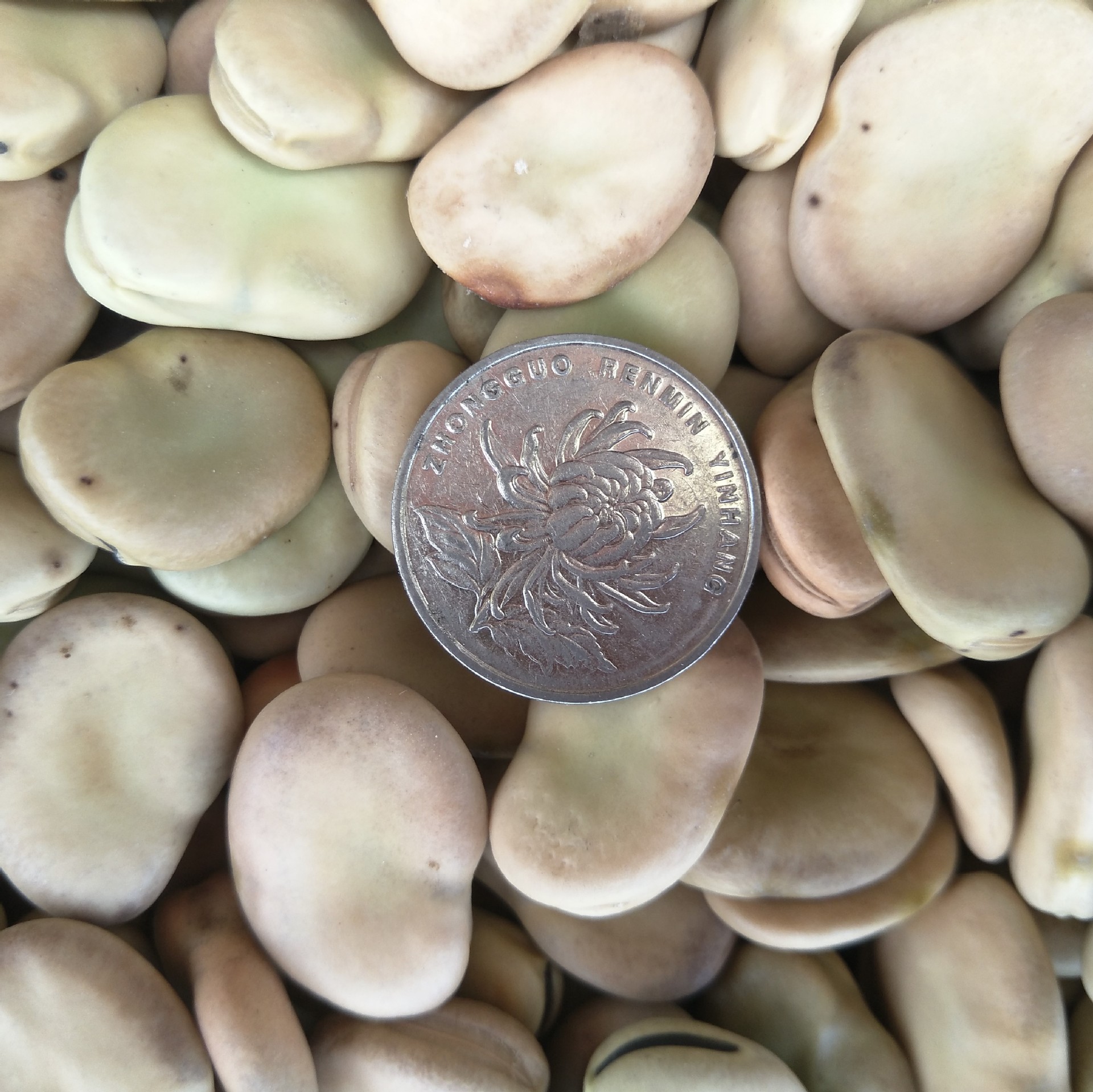 蚕豆批发零售 量大优惠 蚕豆能发芽 出芽率高-发布猫