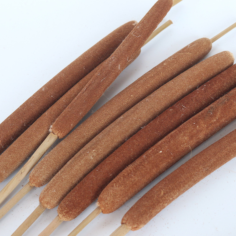 蒲草干花自然风干天然花束 客厅摄影装饰蒲棒 直销量大从优