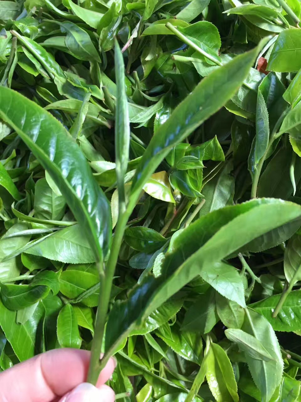 普洱茶叶 03六十周年纪念饼生普洱茶 云南勐海茶树王 黑茶批发