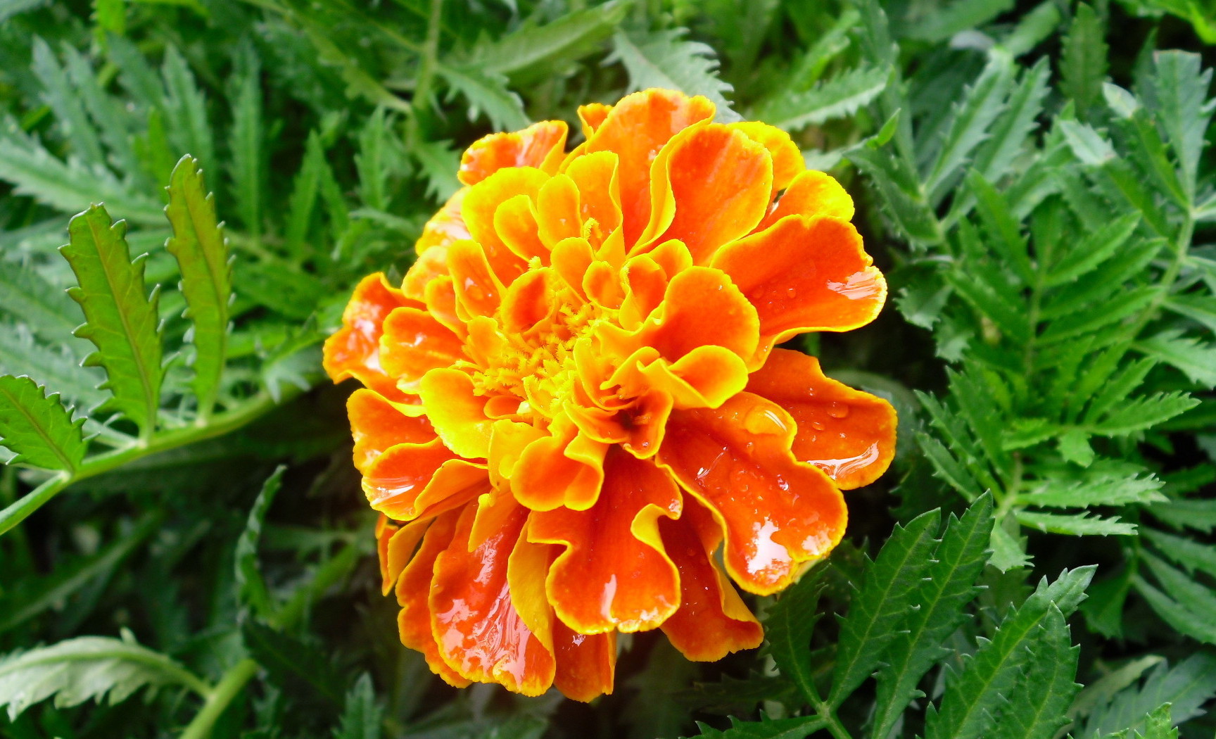 品种孔雀草品种孔雀草类型暖季型是否进口否种植基质泥培商品属性快