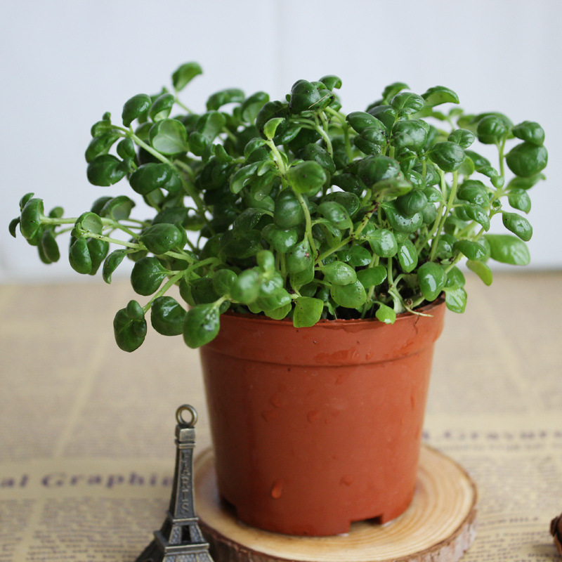 【基地直供】小盆栽花卉 绿植(80#)黑珍珠