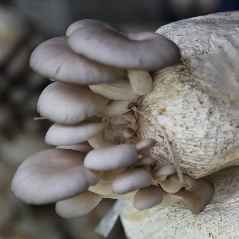 批发平菇菌包四季种植黑平菇菌包菌棒菌袋 黑平菇菌包菌棒栽培袋