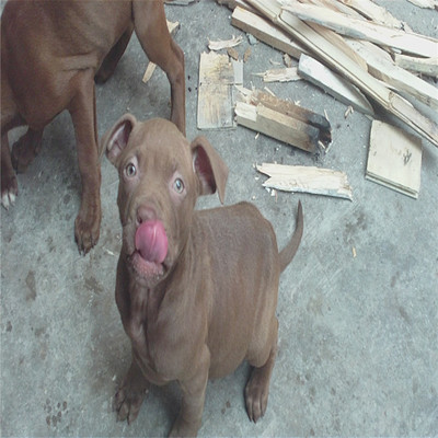 杜宾犬到哪里能买到金毛犬交易市场价格