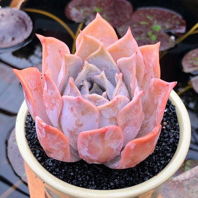 多肉植物 露西娜 肉肉植物韩国新品雪莲丽娜莲杂交满包邮景朗园艺