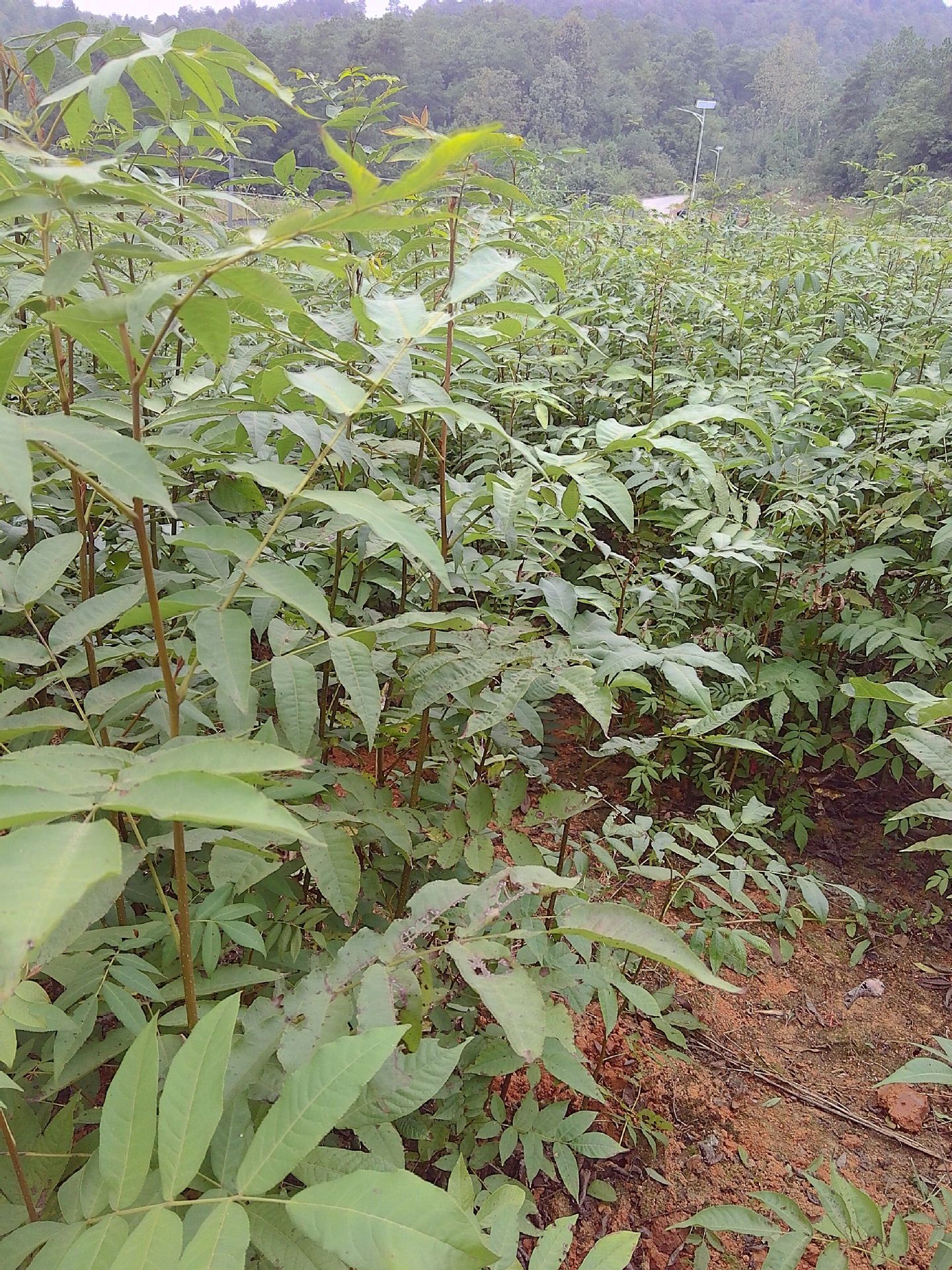 降三高神茶青钱柳苗 金钱柳树苗 青钱柳小苗 金钱柳种苗