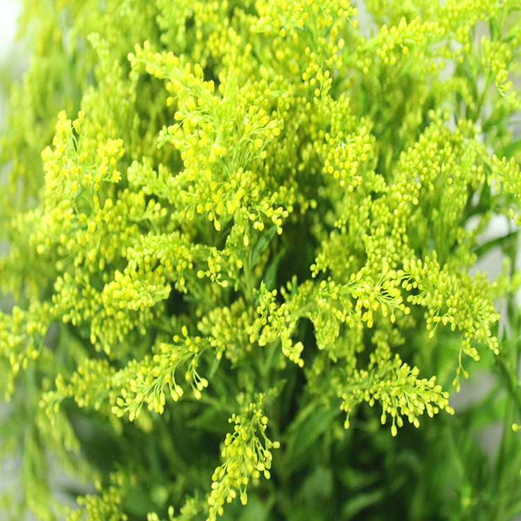 红日鲜花批发 黄莺配草直批 黄英鲜花新鲜 基地直销黄英花