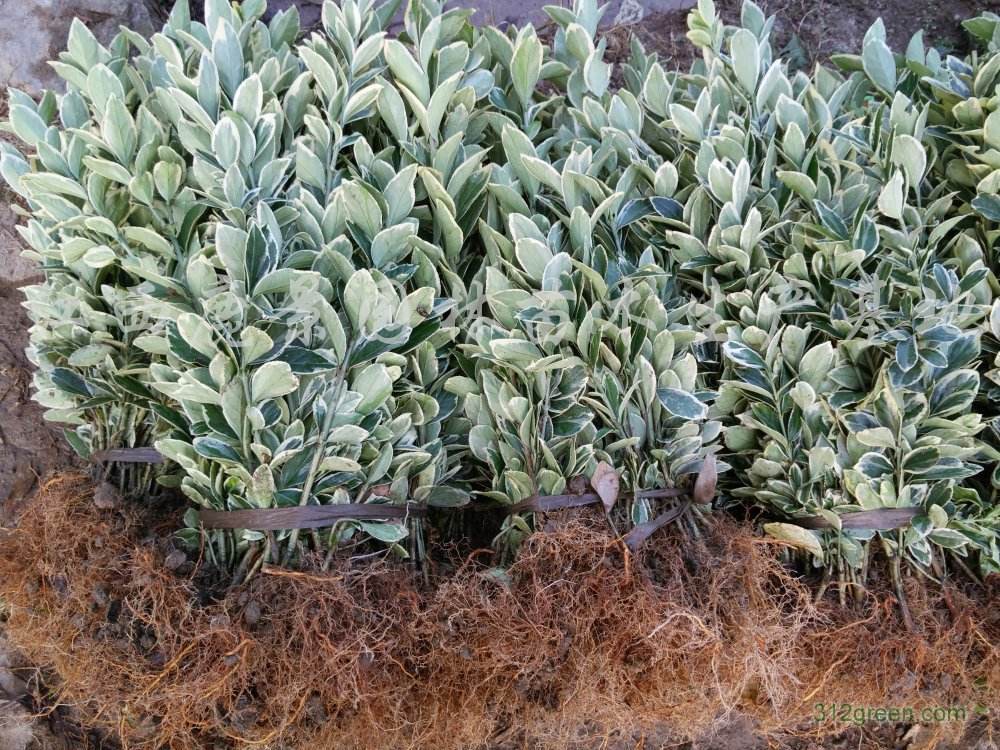 金边冬青苗金边黄杨树苗金边冬青卫矛冬青苗黄杨绿化苗批发绿篱