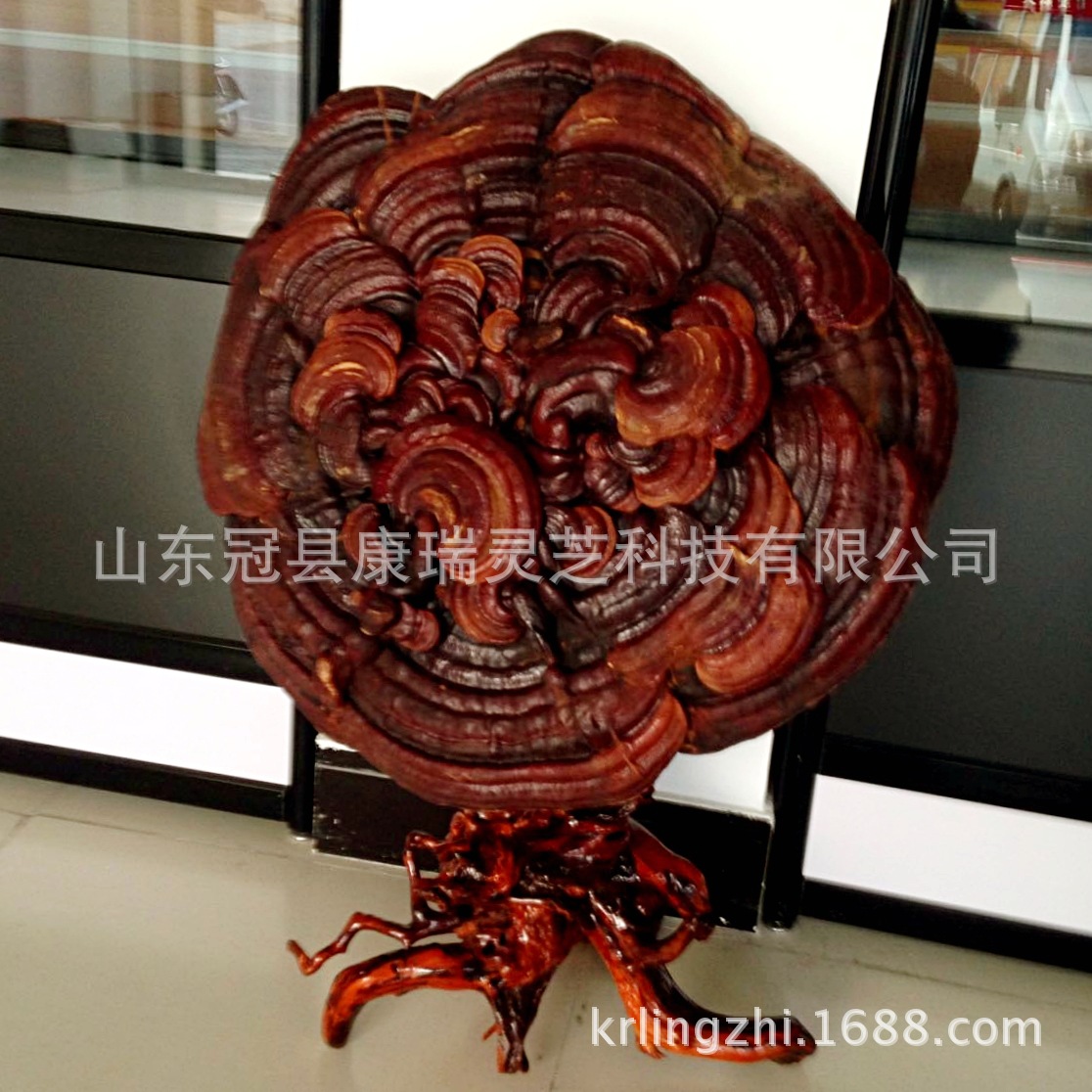灵芝摆件底座,鉴宝,寓意_大山谷图库