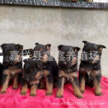 出售纯种德国黑贝牧羊犬（幼崽）小牧羊犬多少钱一只 牧羊犬训练