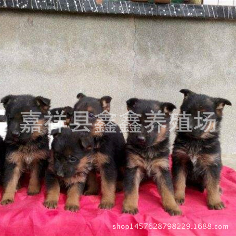 出售纯种德国黑贝牧羊犬(幼崽)小牧羊犬多少钱一只 牧羊犬训练