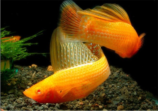 观赏鱼热带鱼黄玛丽金玛丽公鱼胎生鱼小型鱼