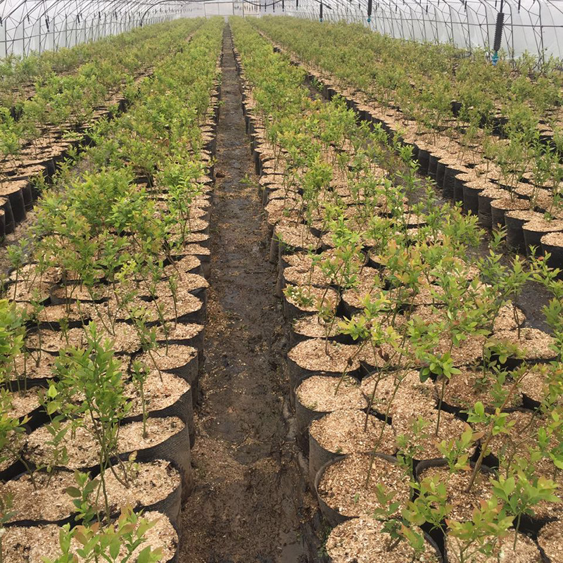 蓝莓苗哪里价格低山东泰安蓝莓苗基地