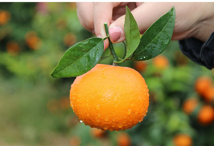 广西新鲜水果沃柑橘子桔子蜜柑非皇帝丑柑贡柑现摘现发买 向阳红