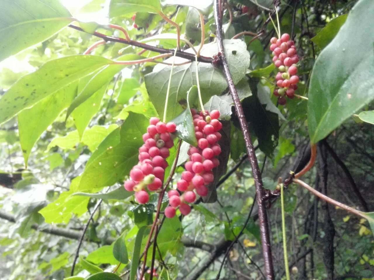 农村有一种野果(五味子), 让农民致富增收