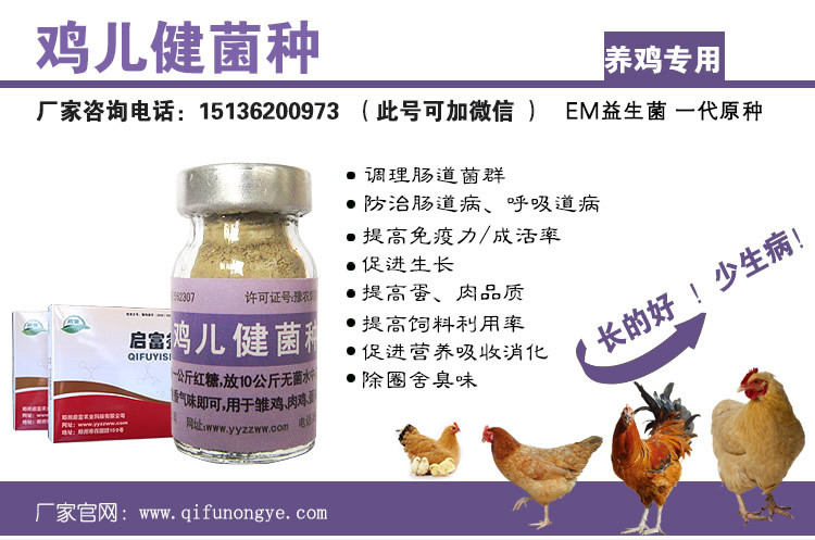 养鸡em***
