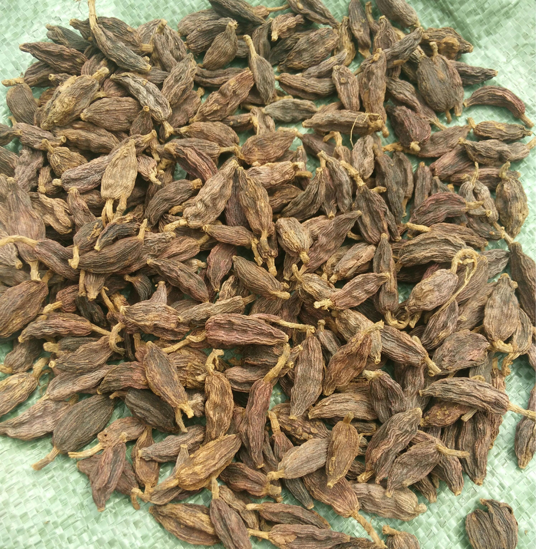 供应野草果,山草果,小草果,洋合果,洋火果,洋草果