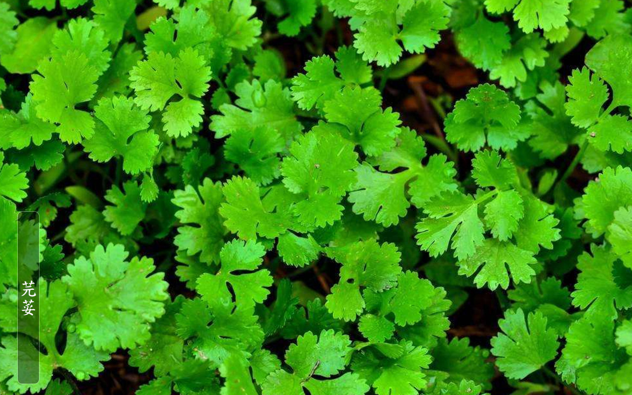 云南特产新鲜大香菜 大芫荽 胡荽 大货批发 餐厅酒店