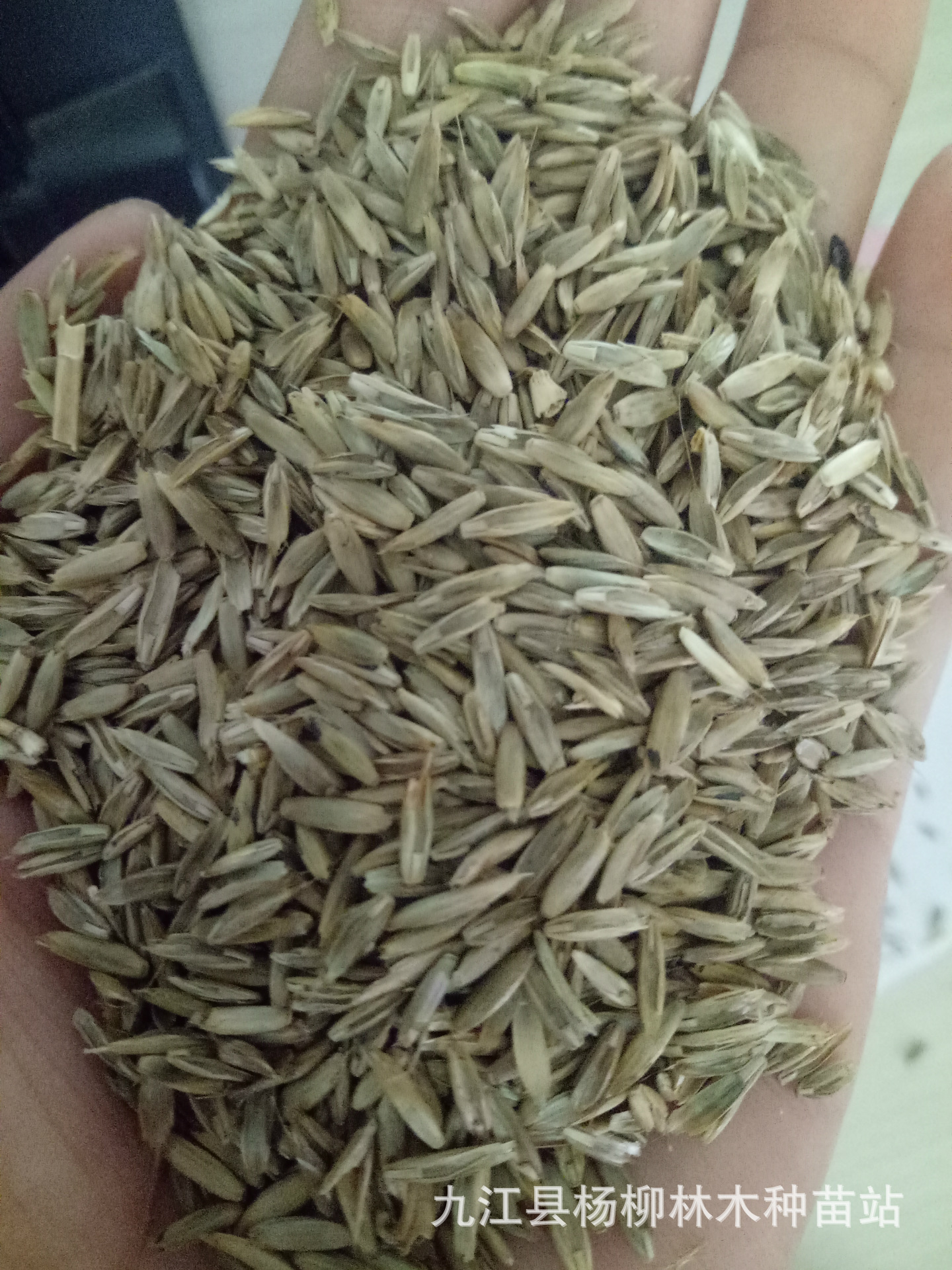 树苗-进口黑麦草种子 黑麦草籽 牧草种子 一年生黑麦草 多年生黑麦草-