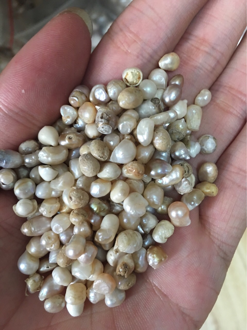 库存药用珠,按斤供佛珍珠磨粉珠养殖场厂家直销 珍珠粉药用珠