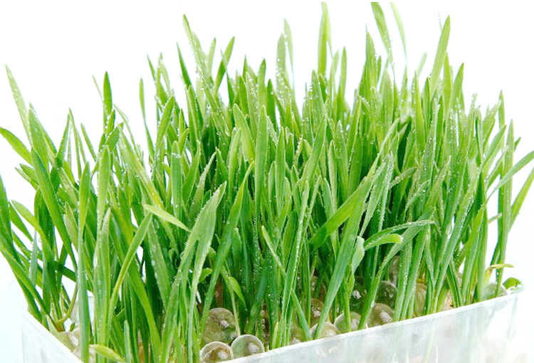 水晶猫草套装 水晶球 调理去毛球吐毛球 送猫薄荷 猫零食