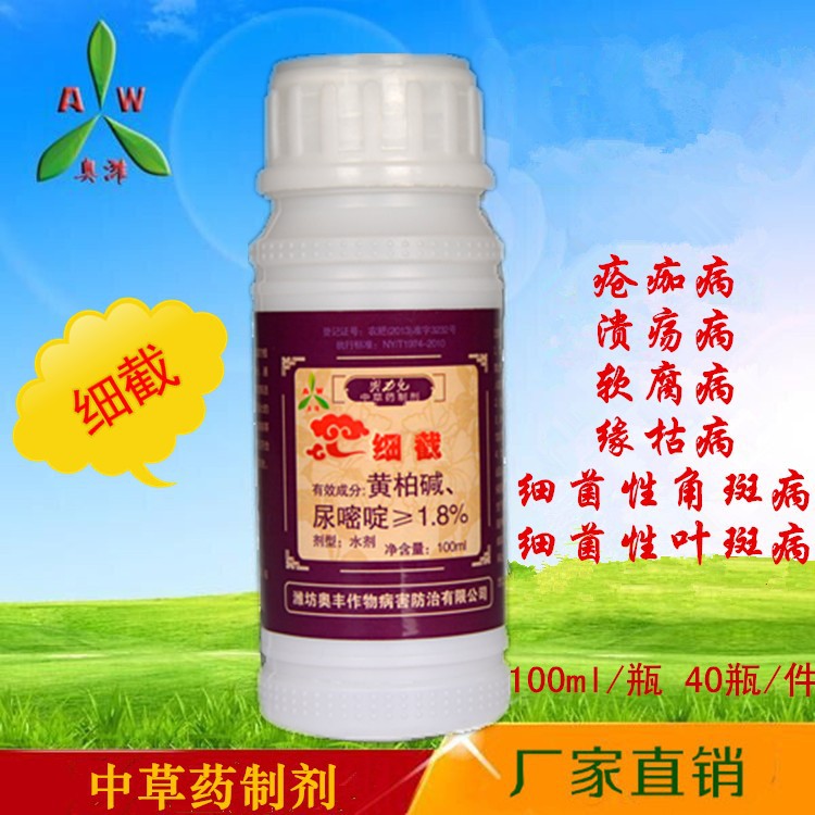 黄瓜细菌性角斑病防治教程,要点