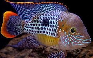 皇冠鱼 起头皇冠鱼 蓝面财神 热带鱼 观赏鱼 活体