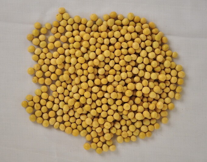 农作物种子 黄豆种子 非转基因大豆 毛豆 榨油做豆腐专用东.