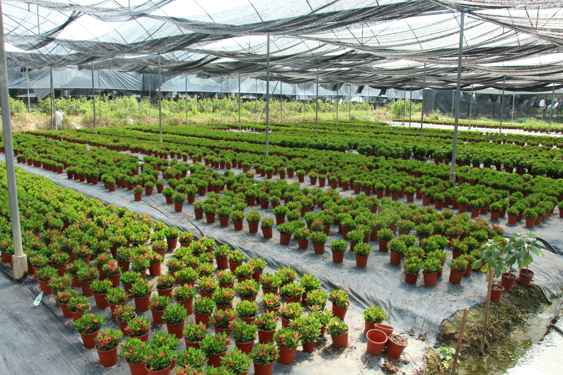 铁海棠土培室内植物盆栽 绿植盆栽创意盆景基地批发直供虎刺梅