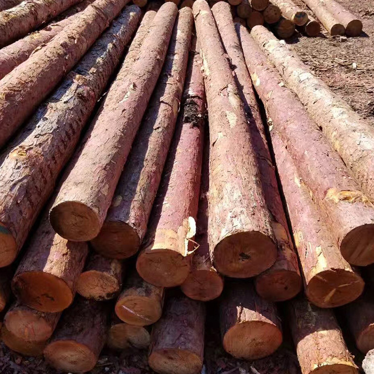 可定制落叶松原木6-8米坑木 河道木桩矿用木桩松木坑木批发