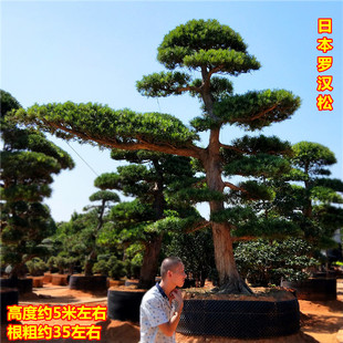 实拍大型罗汉松地景树罗汉松盆景迎客松造型珍珠菊花罗汉松盆景3