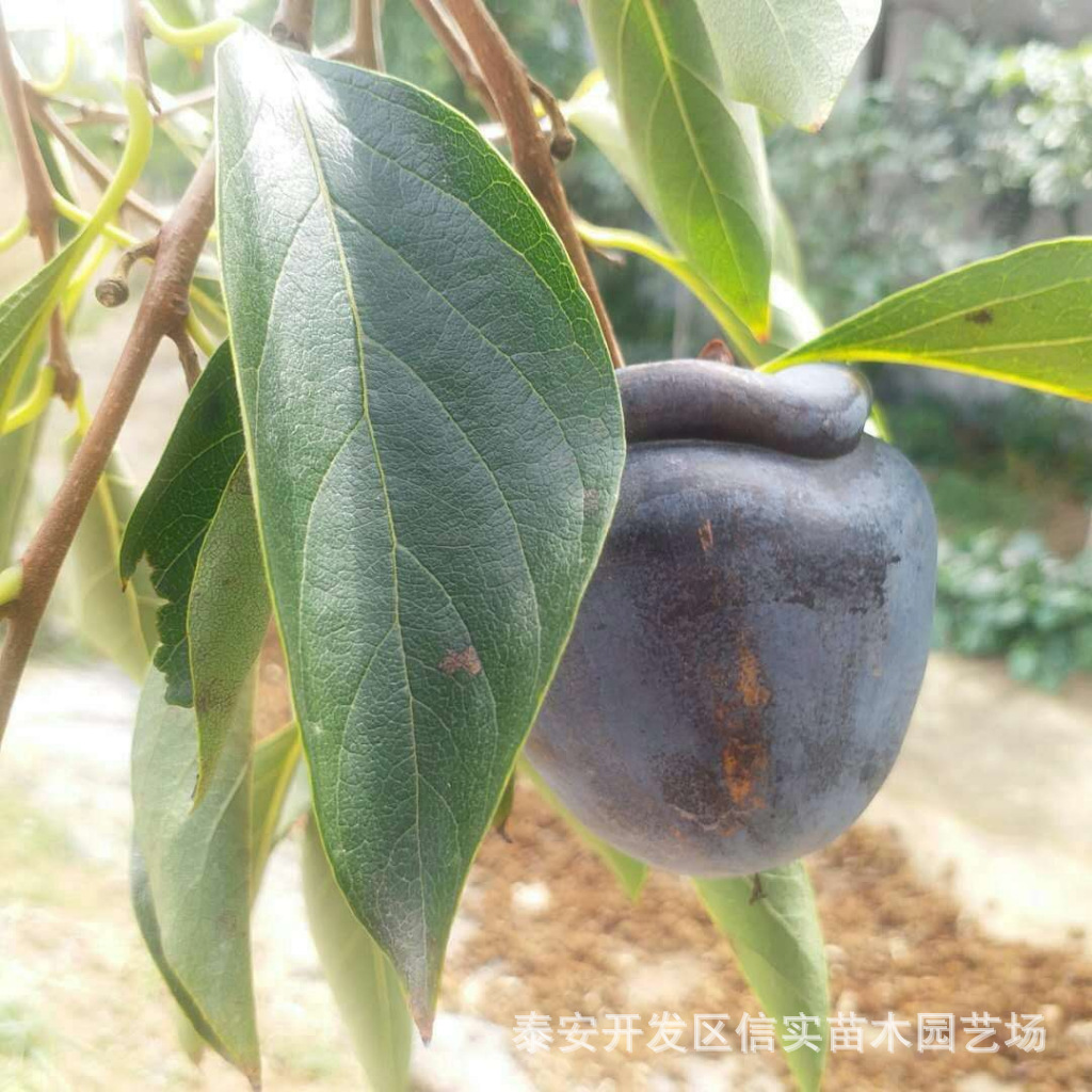 批发黑柿子树苗 黑柿子树 嫁接苗 口感香甜 品种