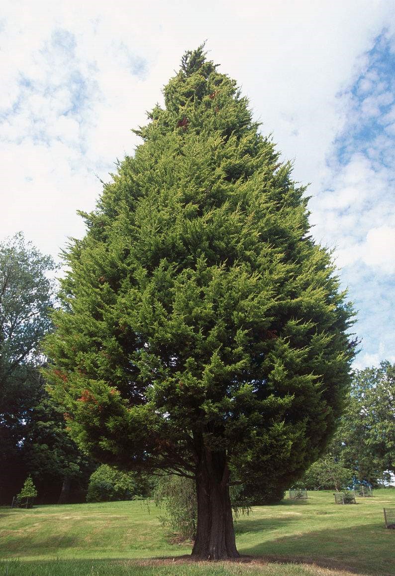 柏树什么样子柏树图片