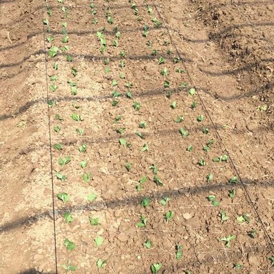 植物爬藤网 豆角网 山药网 黄瓜网 聚乙烯园艺网 攀爬网 种植网