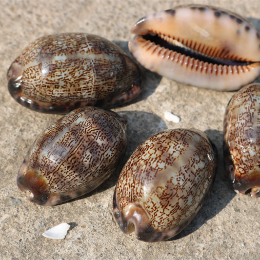 中贝天然图螺海螺贝壳田园家居diy装饰摆设鱼缸工艺批发一斤装